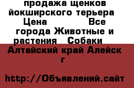 продажа щенков йокширского терьера › Цена ­ 25 000 - Все города Животные и растения » Собаки   . Алтайский край,Алейск г.
